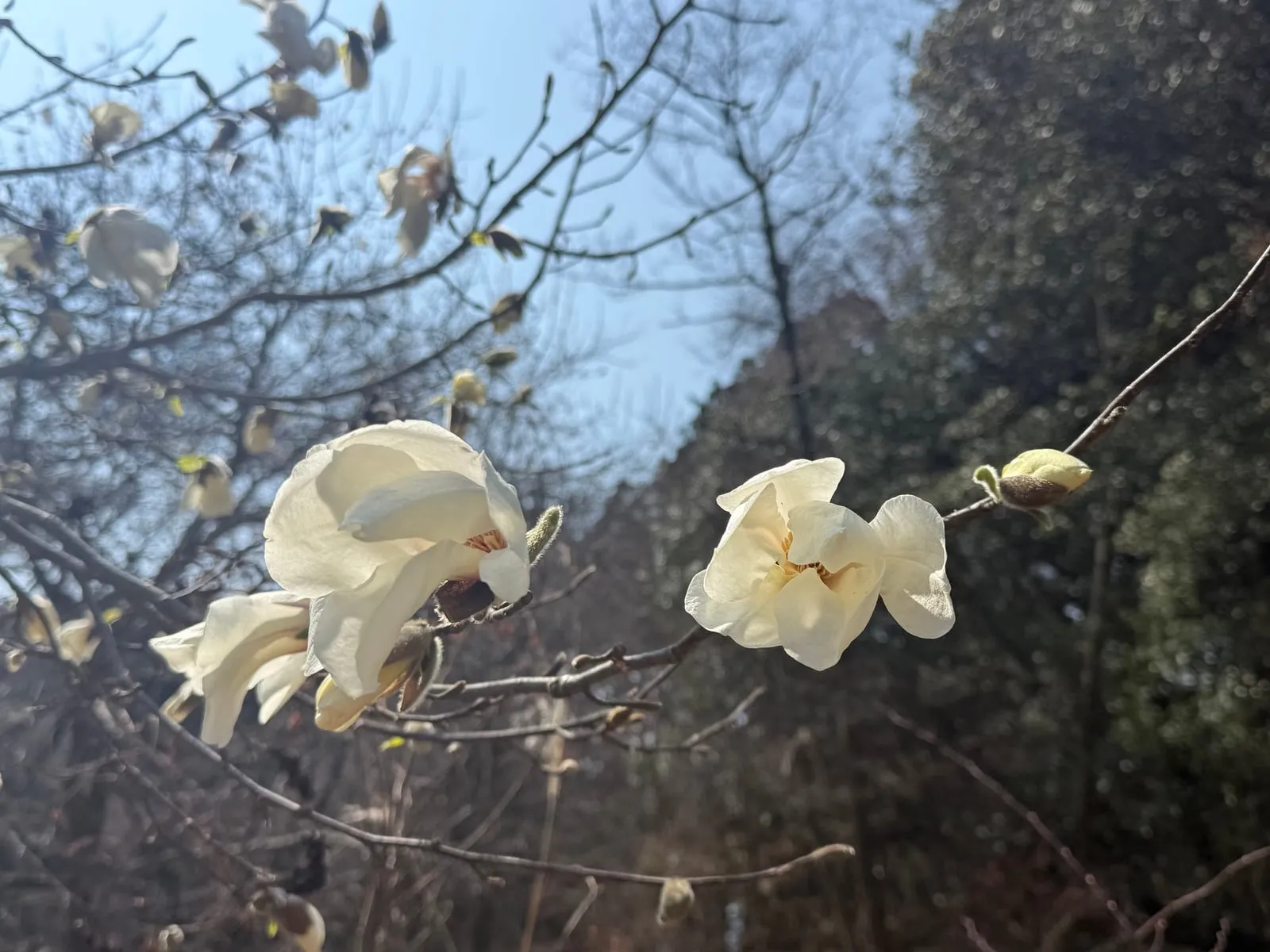 White kobushi magnolia flowers against a blue sky