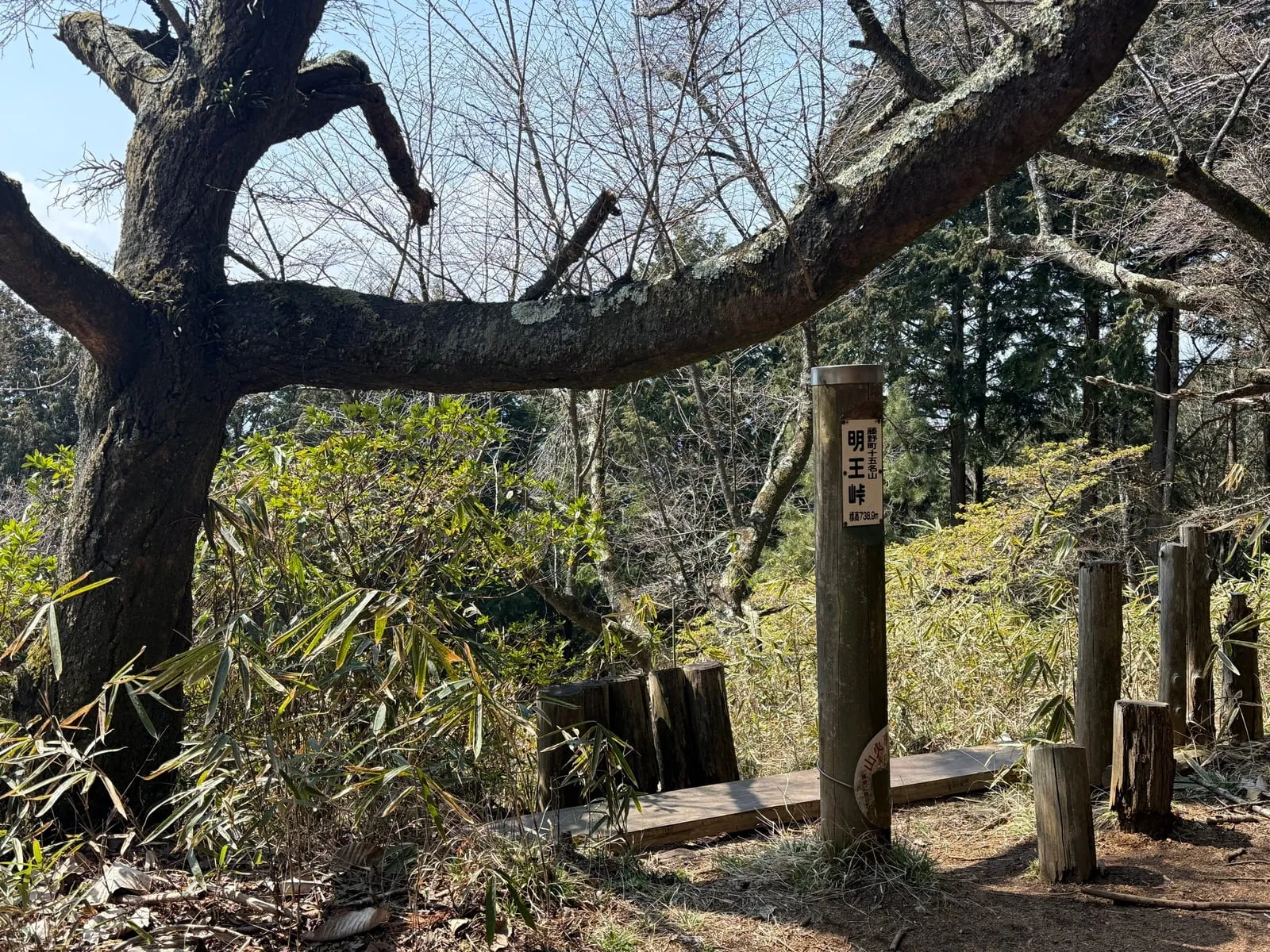 A gnarled tree arching over the ridge trail beside a wooden signpost