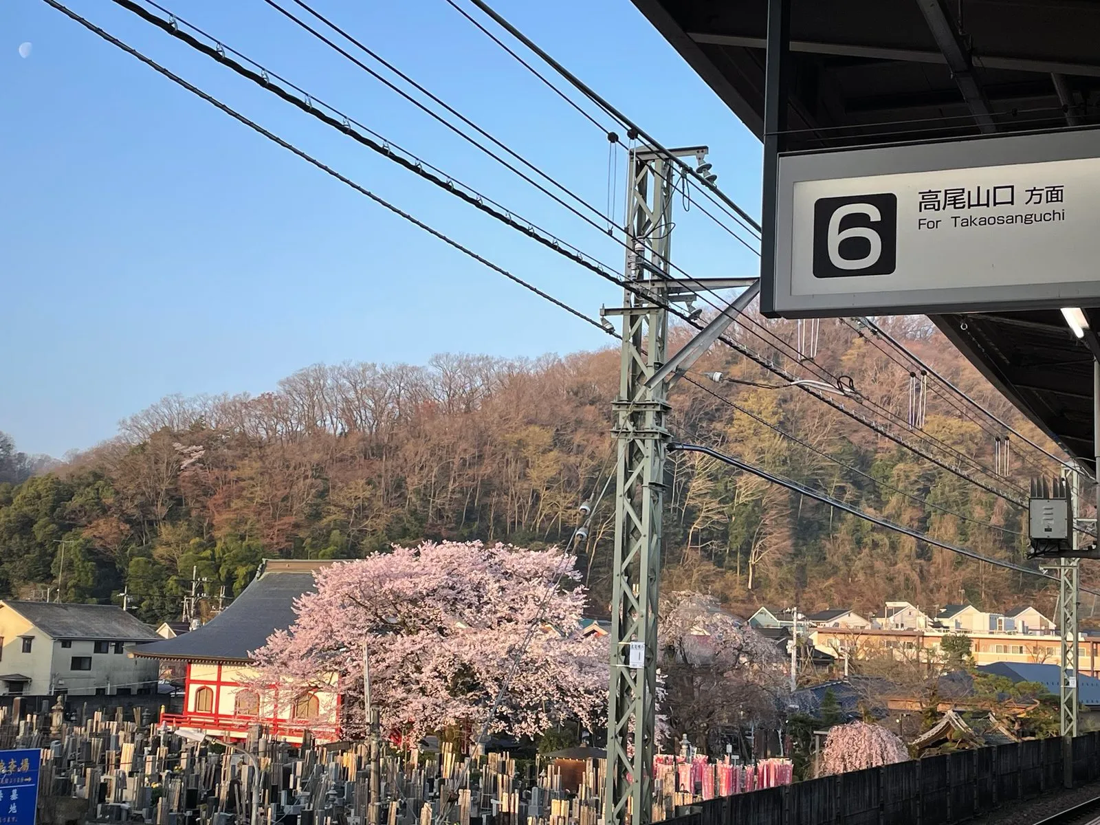 A large cherry tree in full bloom beside a temple roof, seen from the platform at Keio Takao Station, with a sign reading “For Takaosanguchi”