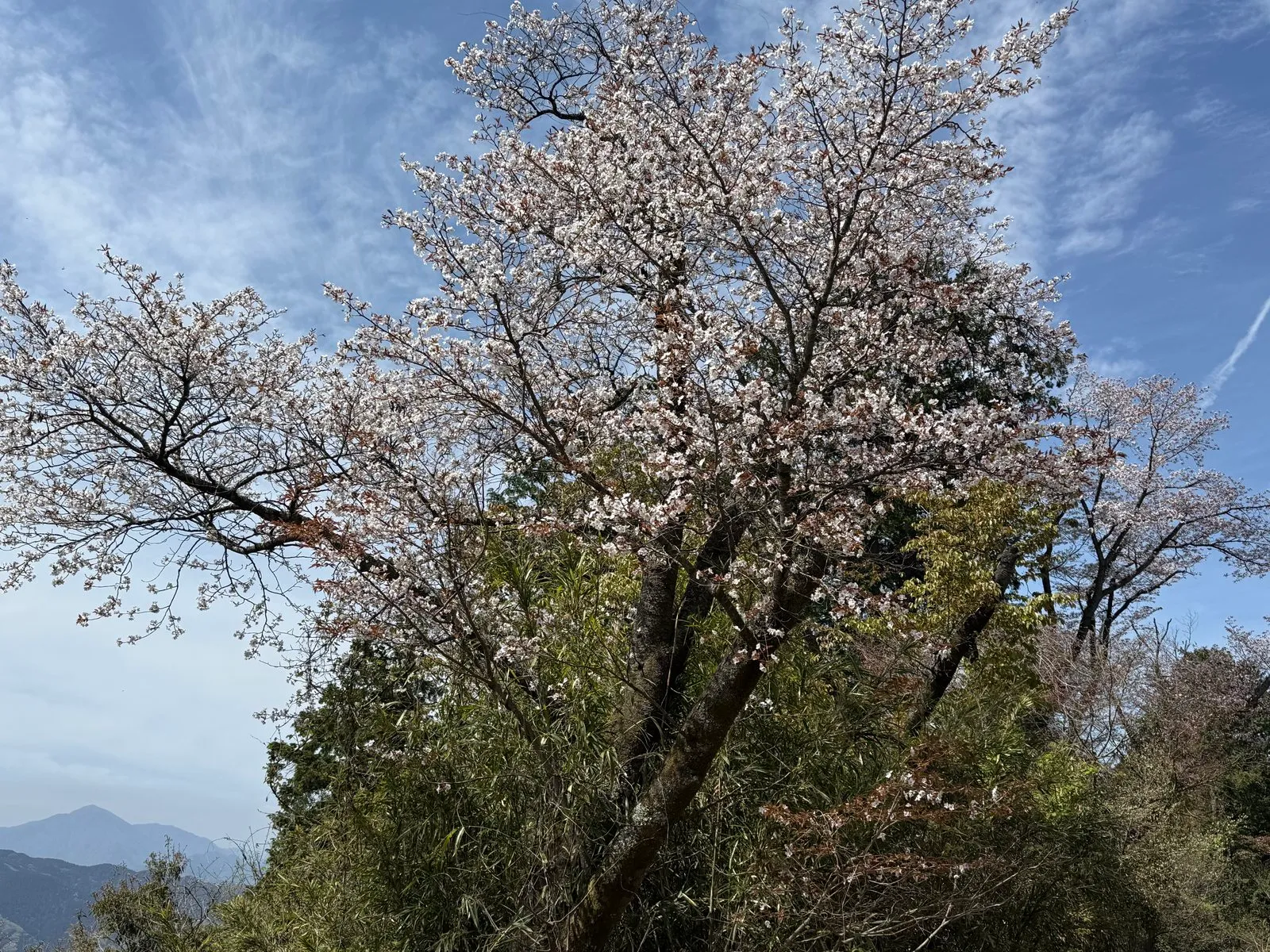 A cherry tree in bloom against a blue sky, with distant mountains, on the trail in April