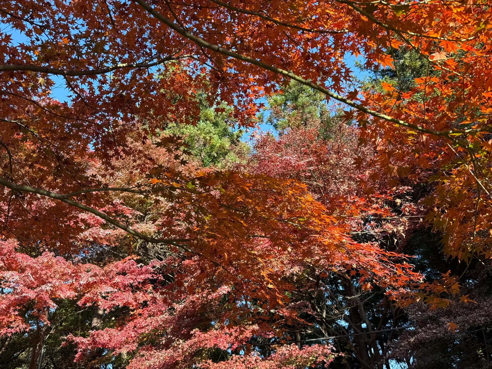 Red and orange Japanese maple leaves against a blue sky, around the summit of Mt. Takao in November